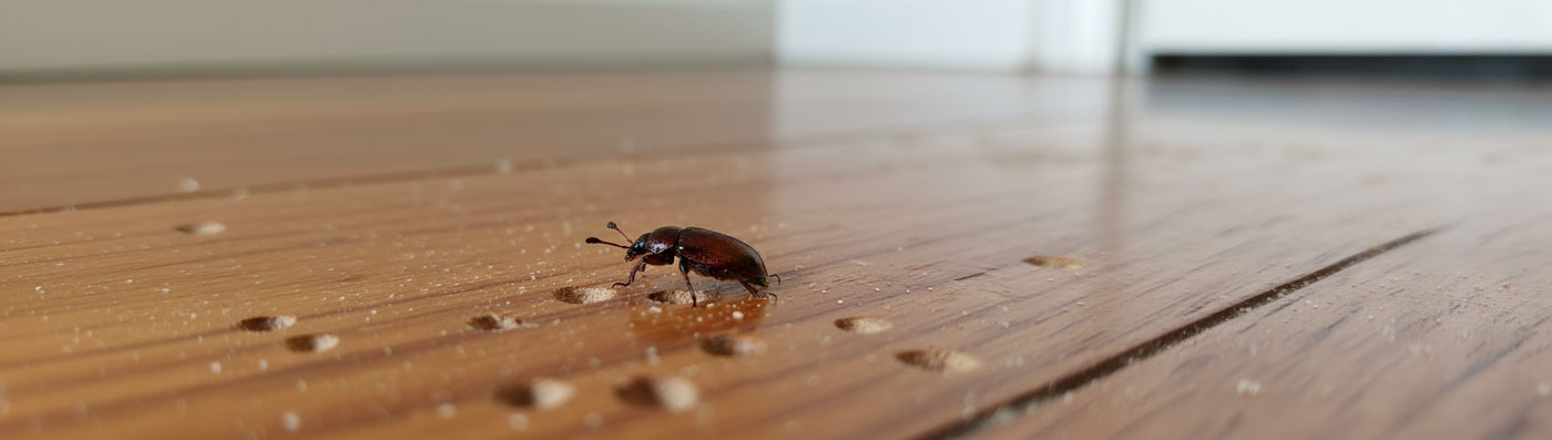 Pest Control - Borer | Roxburgh, Tapanui, Lawrence, Gore
