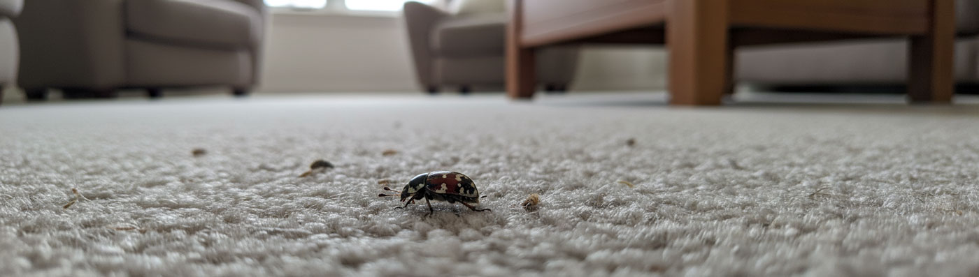 Pest Control - Carpet Beetle | Roxburgh, Tapanui, Lawrence, Gore